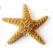 starfish